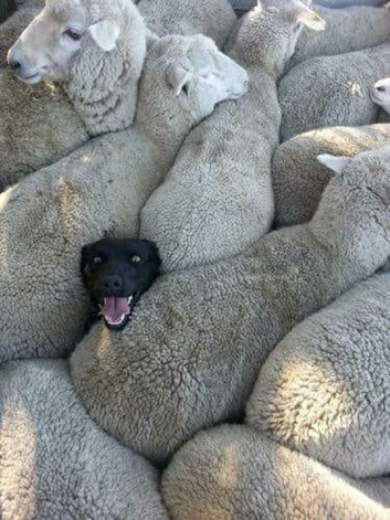 dog with sheep