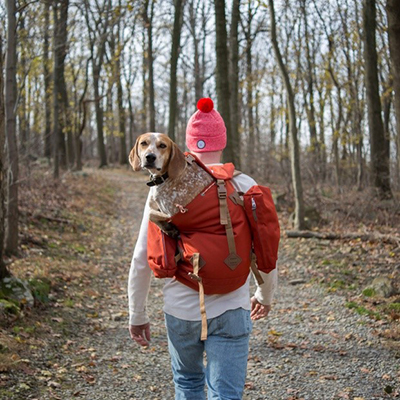 Maddie the Coonhound